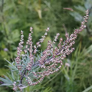 Artemisia-Vulgaris-Mugwort belly button bliss