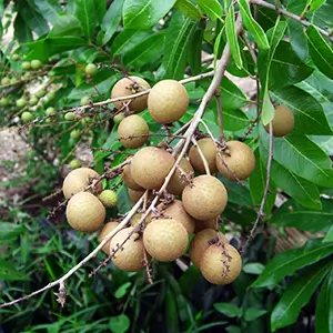Dimocarpus-Longan-Longan-Fruit belly button bliss